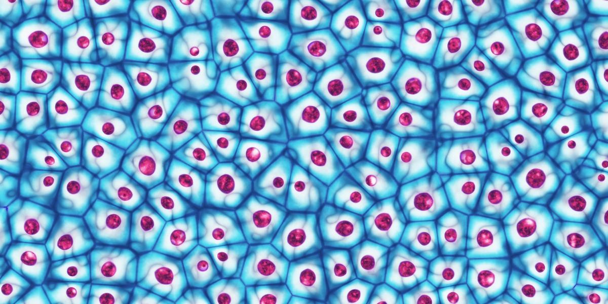 Cell Line Testing