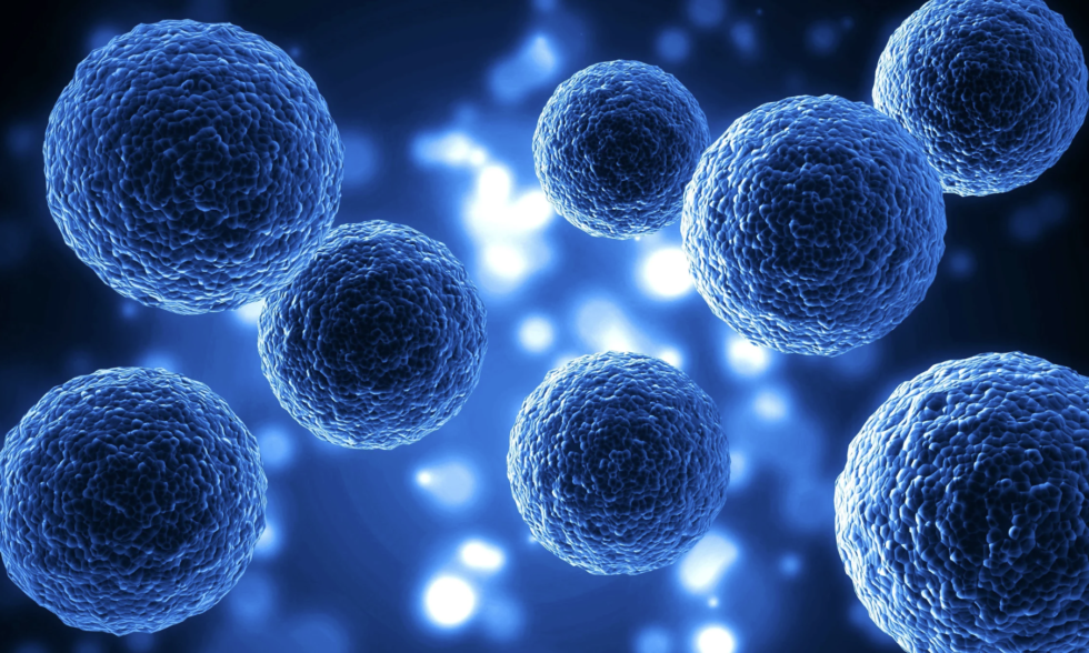 Cells